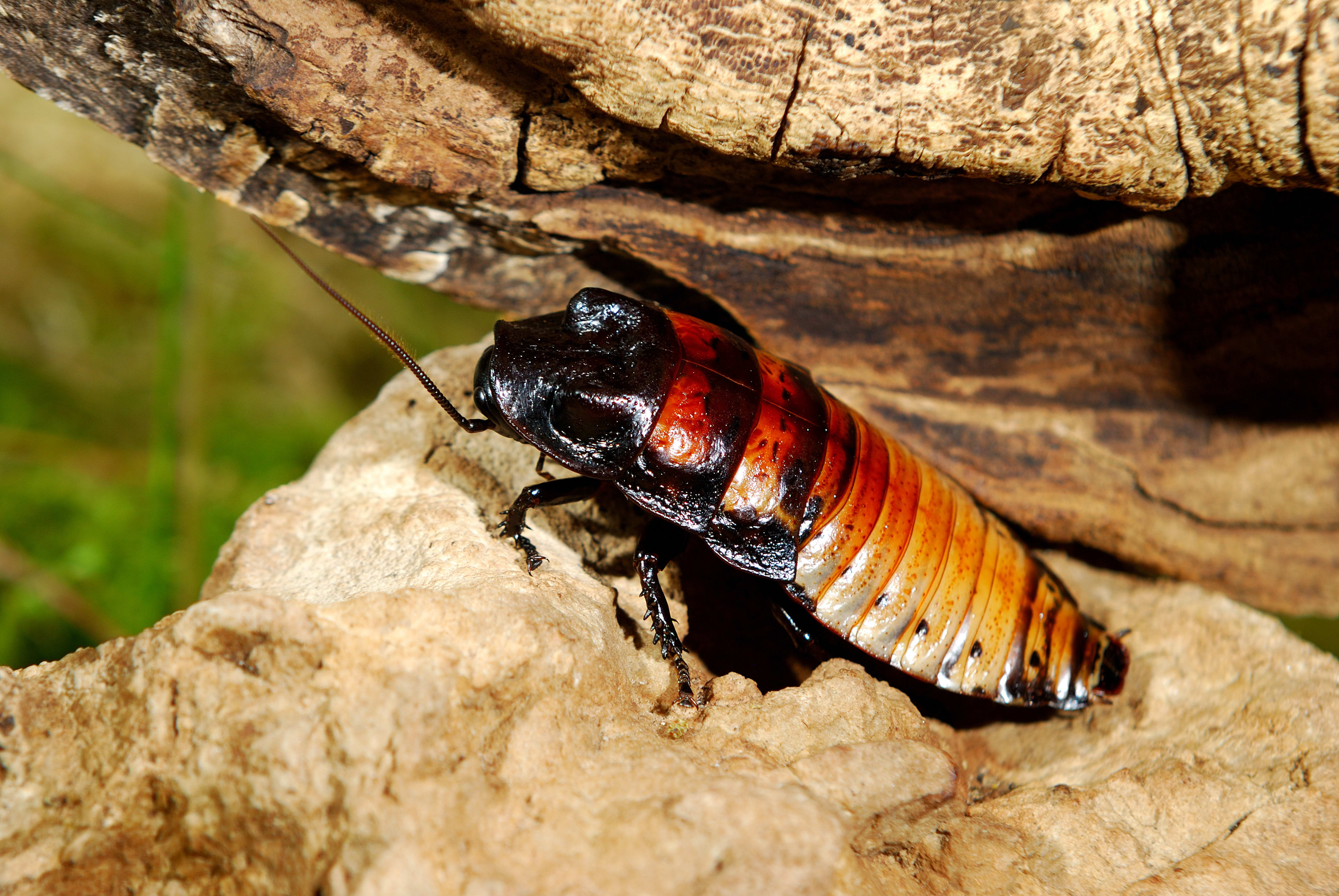 Madagascar Hissing Cockroach, South Wilton Vet