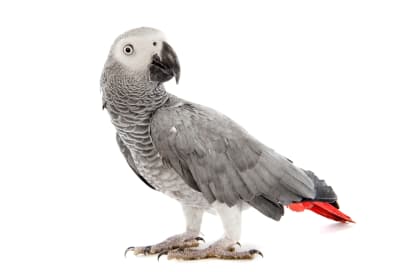 3 Exciting Exotic Birds You Could Keep as a Pet, South Wilton Vets