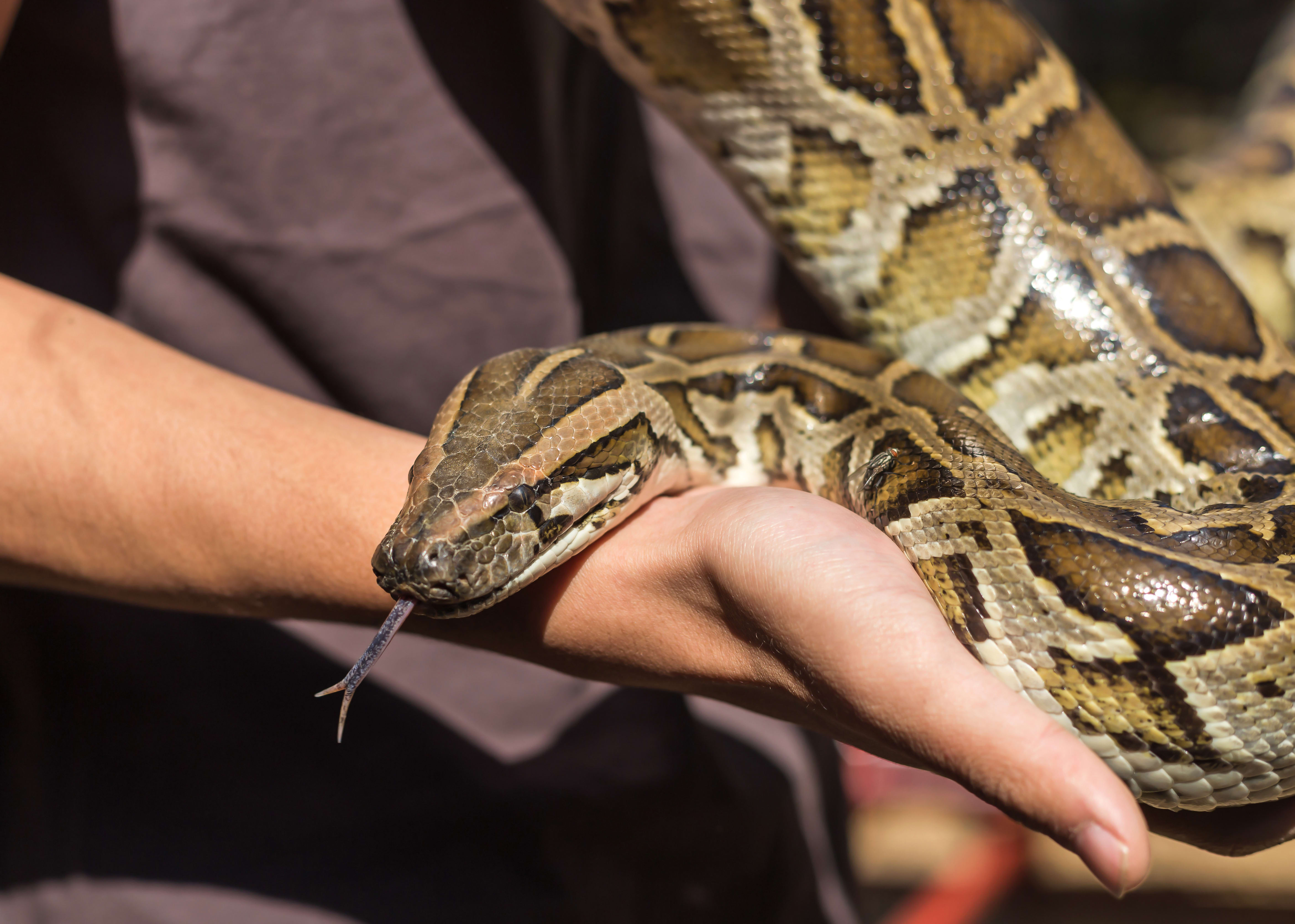 Burmese Python Facts, South Wilton Vet