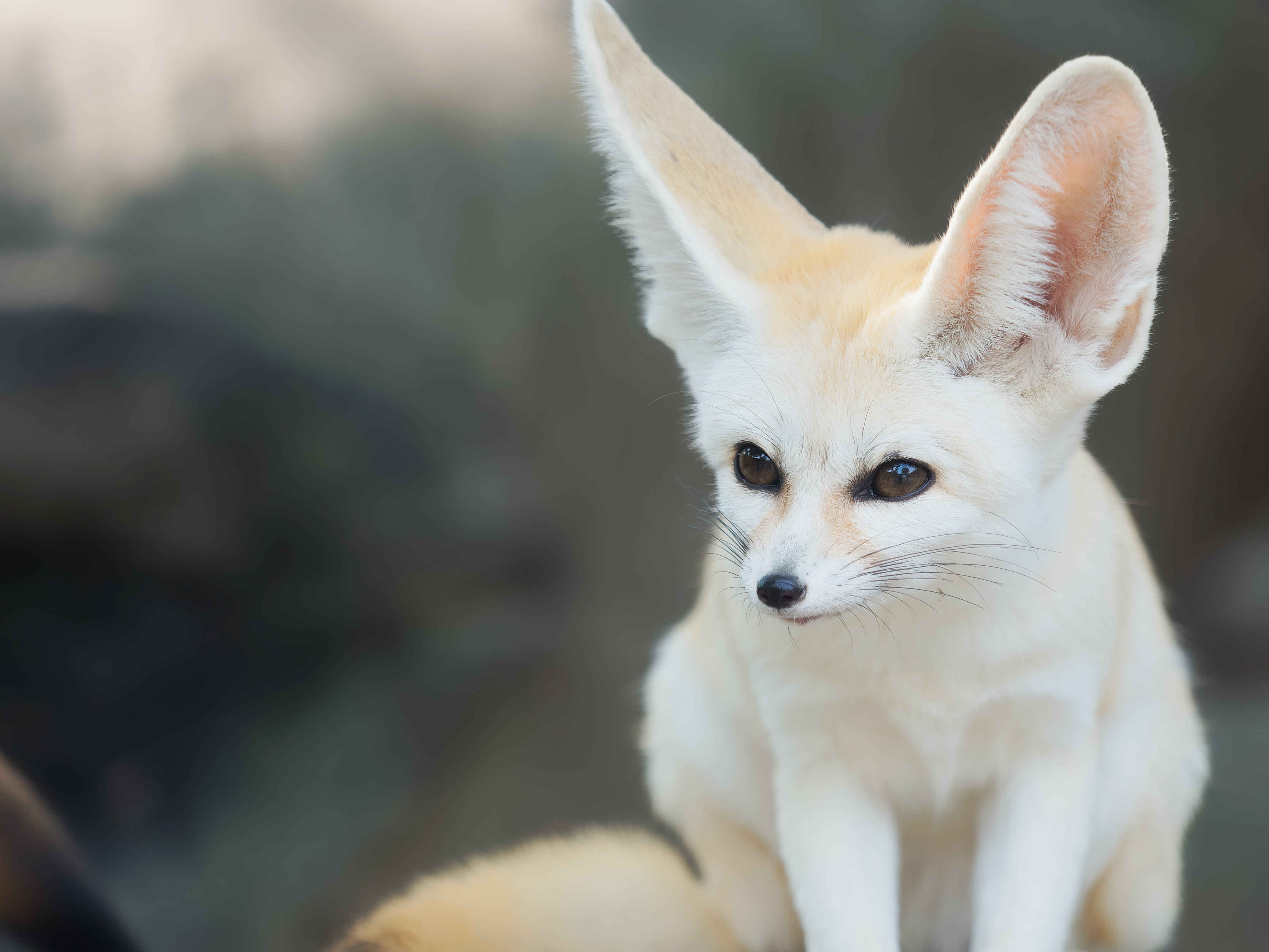 Fennec Fox Care, South Wilton Vet