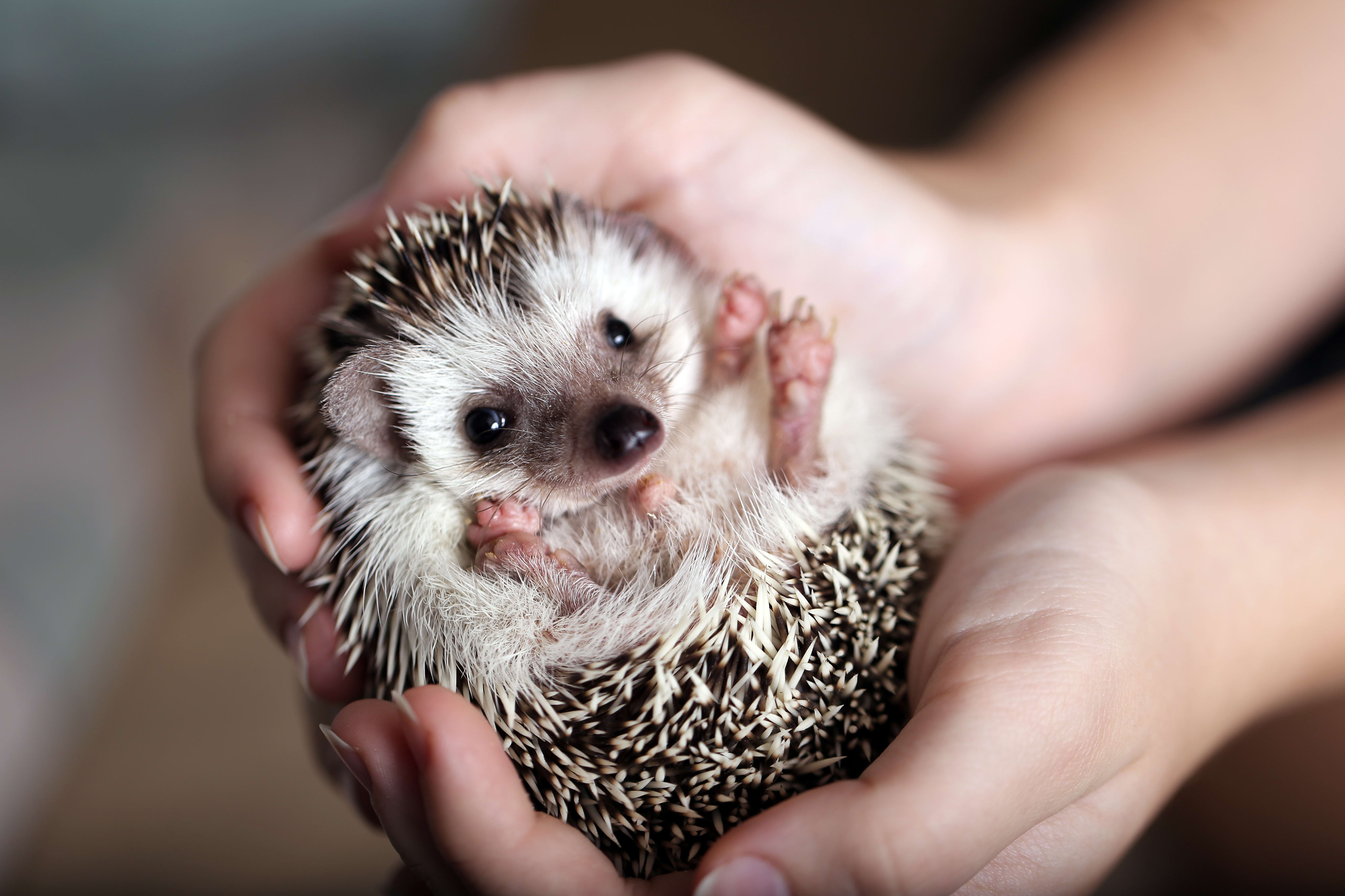 Hedgehog Facts, South Wilton Vet