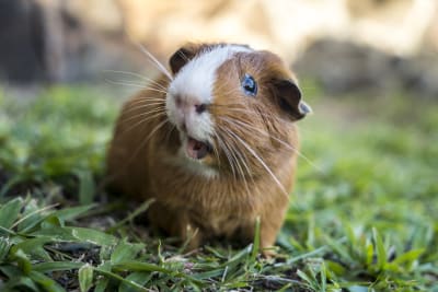 A Complete Beginner's Guide to Guinea Pigs, South Wilton Vets