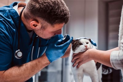 White male vet in blue scrubs with medical gloves examines the ear of a disgruntled white cat on a vet table while its owner holds it steady