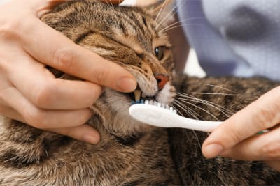 Close up of tabby cat getting its teeth brushed