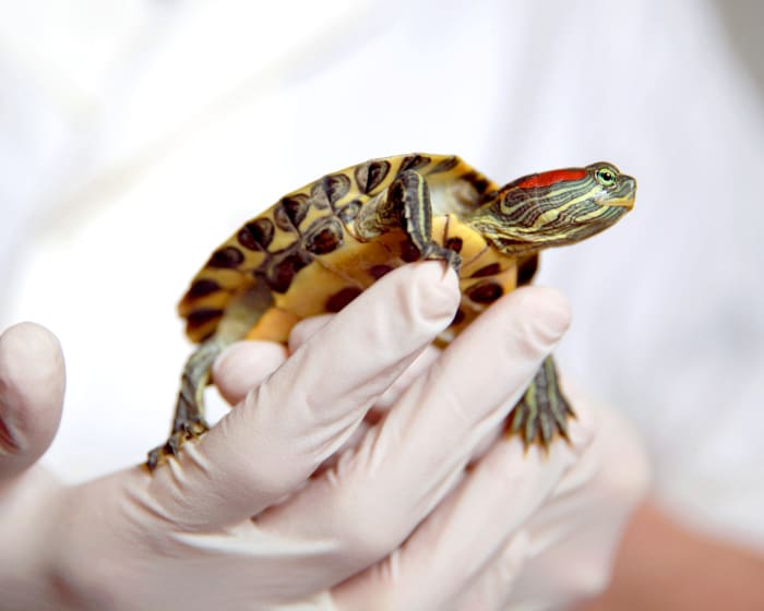 Turtles, South Wilton Veterinary Group