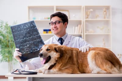 Dog laying on vet table while a vet in a lab coat holds the results of a CT scan 