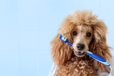 Brown dog with curly hair holding a toothbrush on a blue background