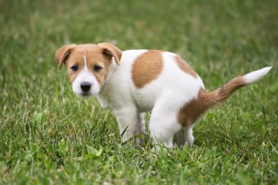 Small brown and white puppy in the grass about to have a bowel movement 