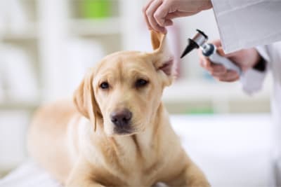 Golden lab dog lays on vet table while a vet examines their ear