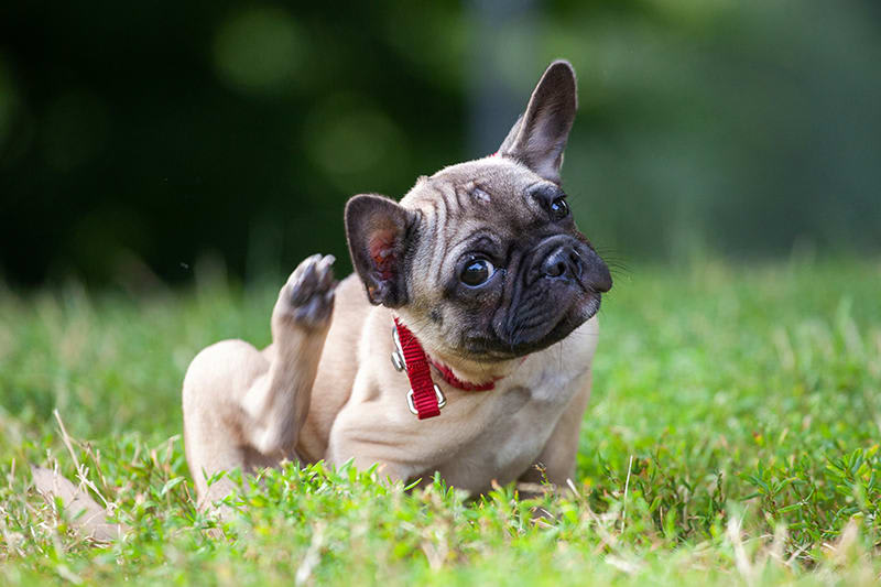 Pug puppy scratching behind head in the grass