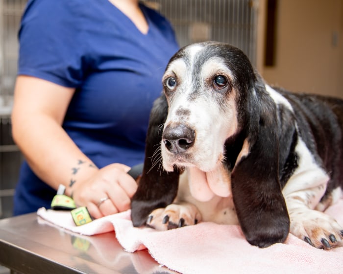 Geriatric Care for Cats & Dogs, South Wilton