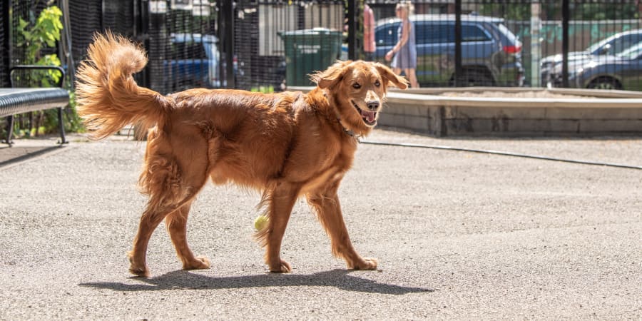 Patients, South Wilton Veterinary Group