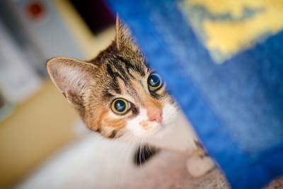 Sign & Symptoms of Fleas in Cats and Dogs, South Wilton Vet