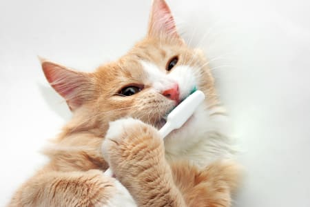 Keep Cat's Teeth Clean, South Wilton Vet