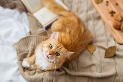 Causes of and Treatment for Kidney Failure in Cats
