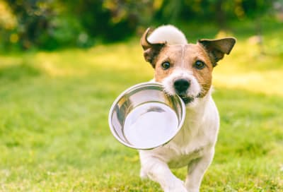 What is the best diet for dogs with kidney disease?, South Wilton Vets
