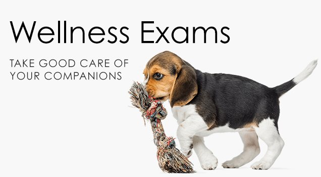 Wellness Exams Promo