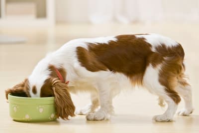 Spaniel dog with floppy brown ears sticking its head into a green food bowl