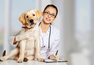 Spaying or Neutering Dog, South Wilton Vet