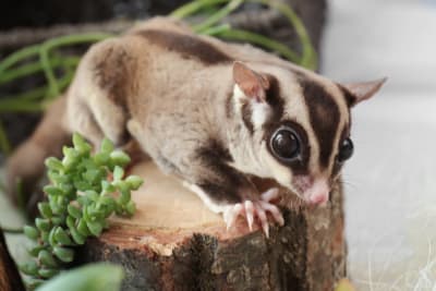 Sugar Gliders as Pets, South Wilton Vets