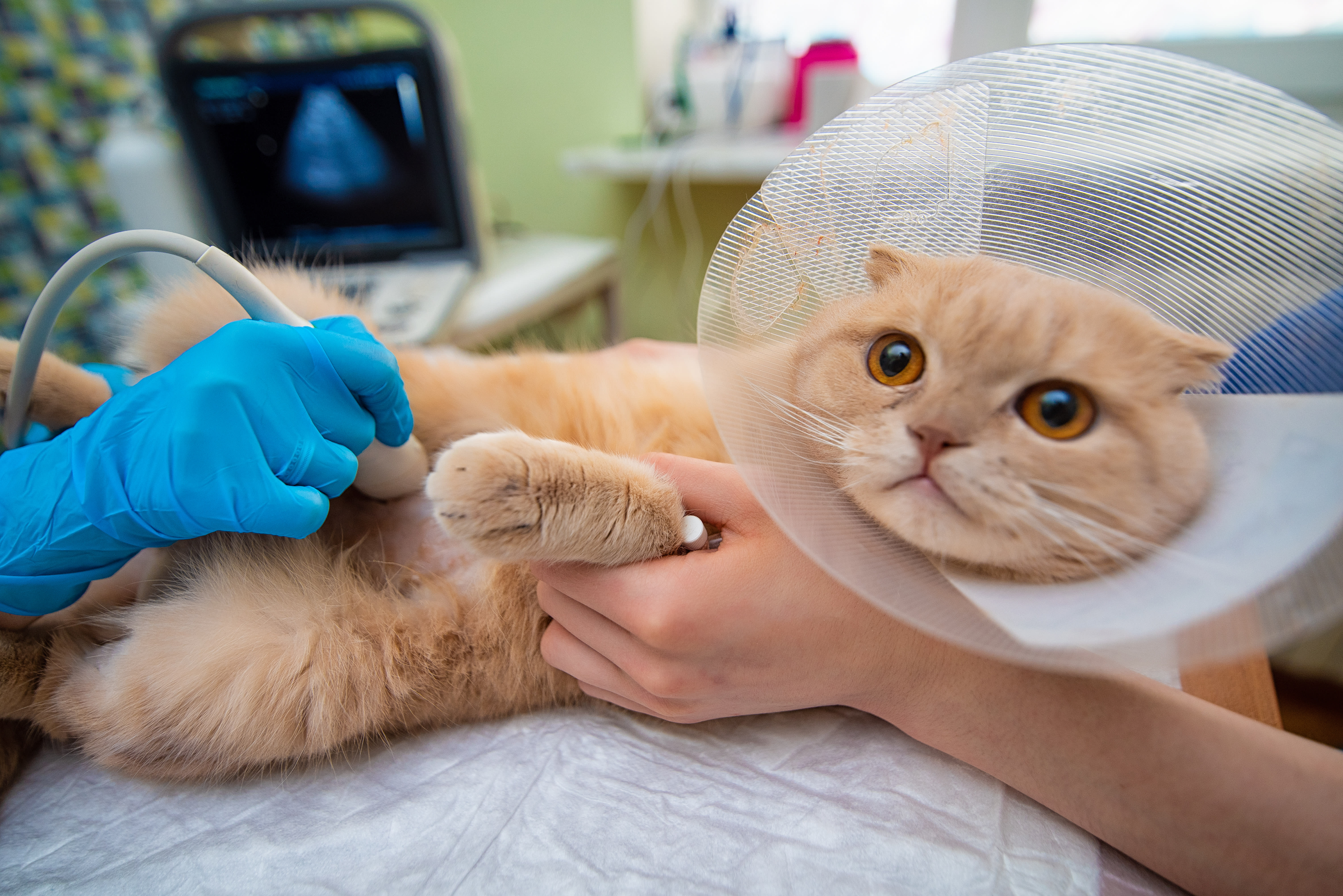 Ultrasounds for Dogs and Cats: Everything You Need to Know, South Wilton Vets