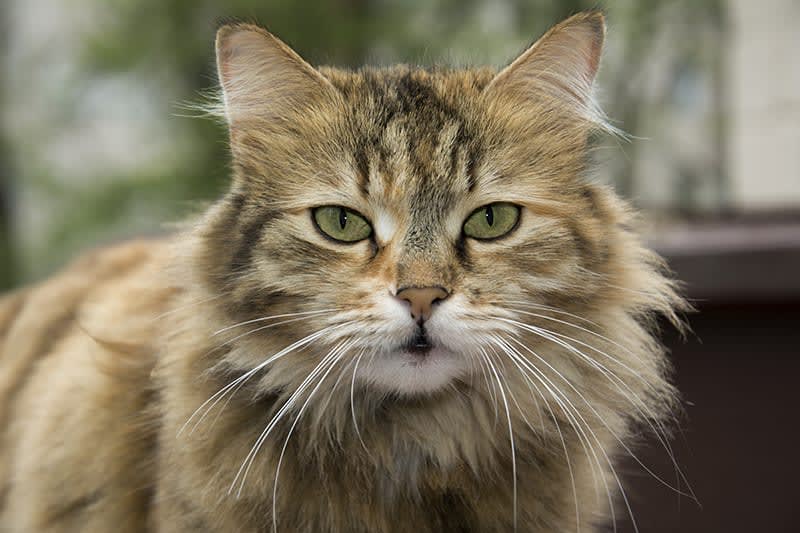 Long haired tabby cat with green eyes 