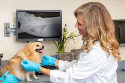 how much does dog xrays cost