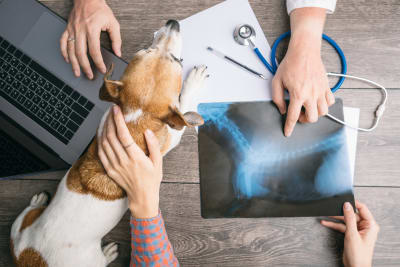 X-rays for Dogs, South Wilton Vets